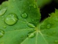 四會(huì)柑種植技術(shù)管理視頻講解（四會(huì)柑的栽培技術(shù)）