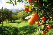 柑橘病蟲害發(fā)生規(guī)律簡圖_夏天橘子樹會長什么