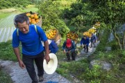 重慶無毒柑橘種植技術(shù)_重慶十大稀罕水果排名