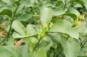 柑橘全年種植技術(shù)_10月掛果樹的柑橘園怎么管理