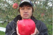 日本柑橘種植技術(shù)PPT_椪柑和春柑有什么區(qū)別 日本柑橘種植技術(shù)PPT_椪柑和春柑有什么區(qū)別