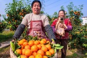 柑橘病蟲害防治最好的農(nóng)藥_最適合果園的除草劑是什么 柑橘病蟲害防治最好的農(nóng)藥_最適合果園的除草劑是什么