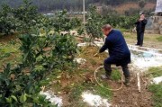 柑橘葉子卷葉是什么病蟲害_寶蓮燈葉子卷曲原因