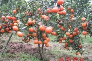 柑橘全年病蟲害發(fā)生表現(xiàn)_柑橘黃葉怎么快速恢復(fù)