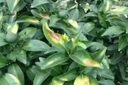 5月份柑橘的病蟲害有哪些_柑桔栽種過程中有哪些病蟲害