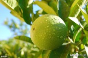 柑橘病蟲害防治的實(shí)用技術(shù)_如何提前做好防治工作
