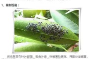 柑橘病蟲害圖譜與用什么藥_柑橘園太陽果裂果高發(fā)