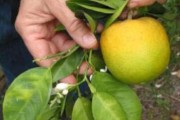 柑橘病蟲害全的圖庫_莊園小課堂柑橘黑點(diǎn)病