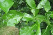 柑橘病蟲害防治培訓(xùn)會_莊園小課堂柑橘黑點病