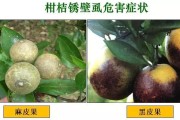 柑橘全年病蟲(chóng)害防治常識(shí)_柑桔大實(shí)蠅怎么防治才有效果