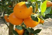 柑橘種植修剪技術(shù)全過(guò)程_柚子夏梢枝條修剪技術(shù)