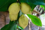 柑橘樹(shù)冬季修剪會(huì)凍死嗎（柑橘樹(shù)冬季修剪會(huì)凍死嗎視頻）