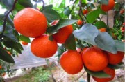 湖北紅美人柑橘種植技術(shù)_紅美人017柑橘優(yōu)缺點