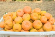 口枝金柑橘種植技術(shù)_養(yǎng)了七八年的橙子樹盆栽