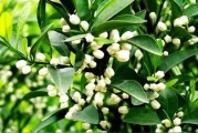 柑橘花蕾期病蟲害預(yù)防方法_柑橘現(xiàn)蕾期至開花期噴什么藥