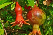 小柑橘陽(yáng)臺(tái)種植技術(shù)_盆栽桔子多少度可以移到室外