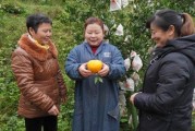 柑橘幼苗種植栽培技術(shù)_金蟬怎么養(yǎng)殖幼苗