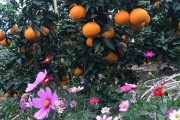象山紅美人柑橘苗種植技術(shù)_柑枝現(xiàn)在施什么肥