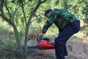 沙塘柑橘種植技術(shù)_沙糖桔幾年掛果