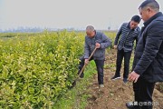 臍橙柑橘的種植技術(shù)_臍橙樹靠接方法