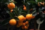 果樹柑橘種植技術(shù)_柑橘嫁接如何科學(xué)選擇砧木 果樹柑橘種植技術(shù)_柑橘嫁接如何科學(xué)選擇砧木