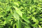 愛(ài)媛38 沃柑 不知火_愛(ài)媛38號(hào)能否嫁接沃柑