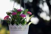 優(yōu)質柑橘品種推薦：果農(nóng)必看的高產(chǎn)好口感種植指南