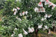 柑橘十月份種植技術(shù)和管理_5月柑橘打什么藥 柑橘十月份種植技術(shù)和管理_5月柑橘打什么藥