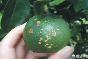 大鵬種植柑橘技術(shù)_三門桔子哪里的最多