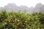 晚熟柑橘種植技術(shù)內(nèi)容_晚熟品種夏金臍橙是什么