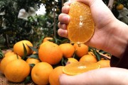 愛(ài)媛38是什么_麥可特和愛(ài)媛38號(hào)是一樣的嗎