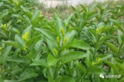 掛果的柑橘種植管理技術(shù)_柑橘疏花疏果重要性及怎樣進(jìn)行疏花疏果