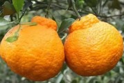 愛(ài)媛38號(hào)放秋梢教程_愛(ài)媛38號(hào)嫁接什么砧木