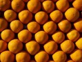 椪柑橘子哪個(gè)貴（椪柑和橘子哪個(gè)貴）