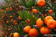柑橘9月病蟲(chóng)害防治_柑橘苗碎葉病是怎么回事 柑橘9月病蟲(chóng)害防治_柑橘苗碎葉病是怎么回事