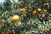 春耕柑橘種植技術(shù)_種什么樹最有經(jīng)濟(jì)價(jià)值
