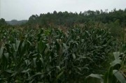 柑橘四川種植技術(shù)_湖北荊州能種沃柑嗎