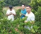 柑橘夏梢種植技術(shù)_晚夏梢來年掛果嗎