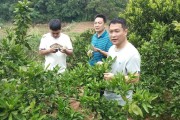 柑橘夏梢種植技術(shù)_晚夏梢來年掛果嗎