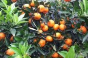 規(guī)模種植柑橘技術(shù)要求高嗎_為什么早熟柑橘果不會(huì)凸起