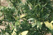 柑橘種植技術(shù)交流群_地攤生意賺大錢的有哪些 柑橘種植技術(shù)交流群_地攤生意賺大錢的有哪些