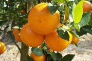 愛媛柑橘種植管理技術(shù)_愛媛和沃柑哪種更耐寒