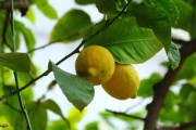 柑橘春季嫁接正確方法：從工具準(zhǔn)備到成活養(yǎng)護(hù)的全流程指南