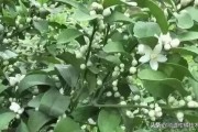 宇花靈柑橘種植管理技術(shù)_宇花靈2號(hào)助劑使用方法