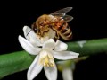 柑橘哪些枝條花結(jié)果？詳解不同枝條類型對花果形成的影響
