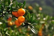 柑橘病蟲害冬季防治重點_種植柑橘如何預(yù)防潰瘍病