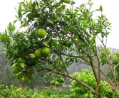 柑橘根系的各種病蟲害_種植者如何做好防范實(shí)現(xiàn)增產(chǎn)增收