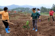 柑橘果園生草種植技術(shù)_果園怎么用有機(jī)肥