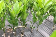 柑橘嫁接后怎樣管理才好_柚子樹嫁接成耙耙柑果樹