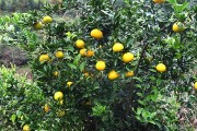 兩年生柑橘苗種植技術(shù)_沃柑兩年苗夏稍用什么藥防治蚜蟲跟青蟲 兩年生柑橘苗種植技術(shù)_沃柑兩年苗夏稍用什么藥防治蚜蟲跟青蟲